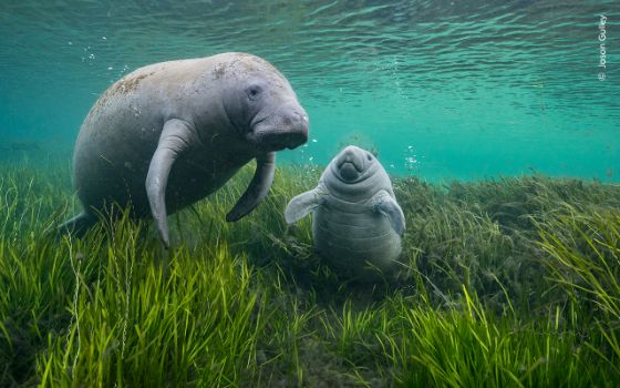 A manatee mother-and-calf pairs swim in the Crystal River, an algal bloom caused by agricultural runoff led to a decline in the eelgrass beds that the manatees eat. 