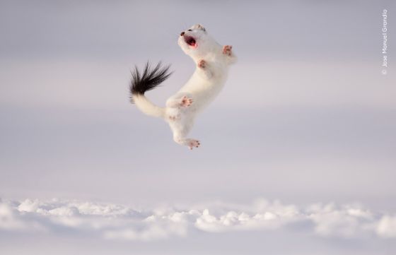 Grosses Wiesels mitten im Sprung im frisch gefallenen Schnee. Ist dieses Säugetierverhalten einem Parasitenbefall oder einfach als Ausdruck von Gelassenheit zu deuten?