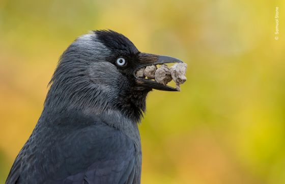 Dohlennester werden aus allen möglichen Materialien wie Zweigen, Ästen, Federn, Wolle, Moos, Schlamm und Tierdung gebaut. Diese Dohle fügt auch noch Steine hinzu